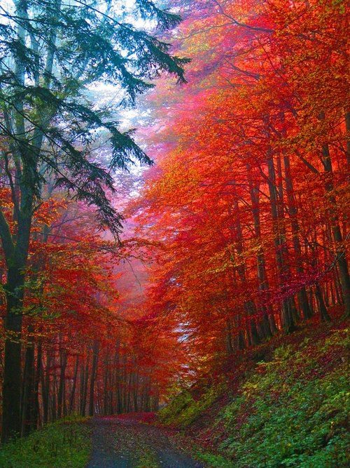 autumn_forest_.jpg